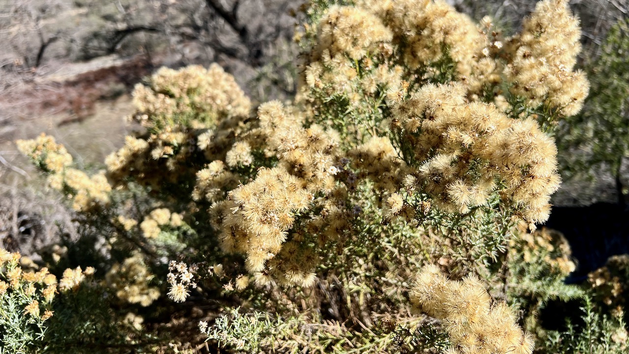 California goldenbush