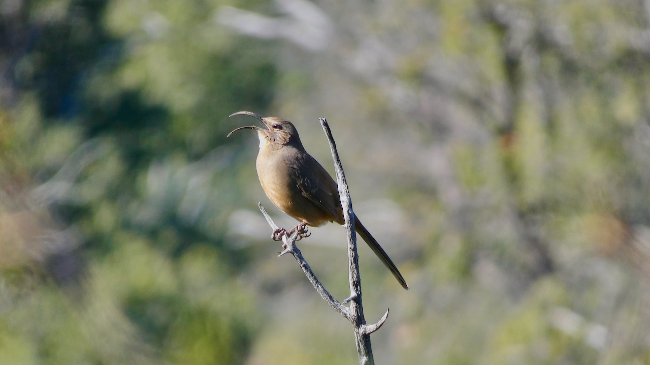 California Thrasher