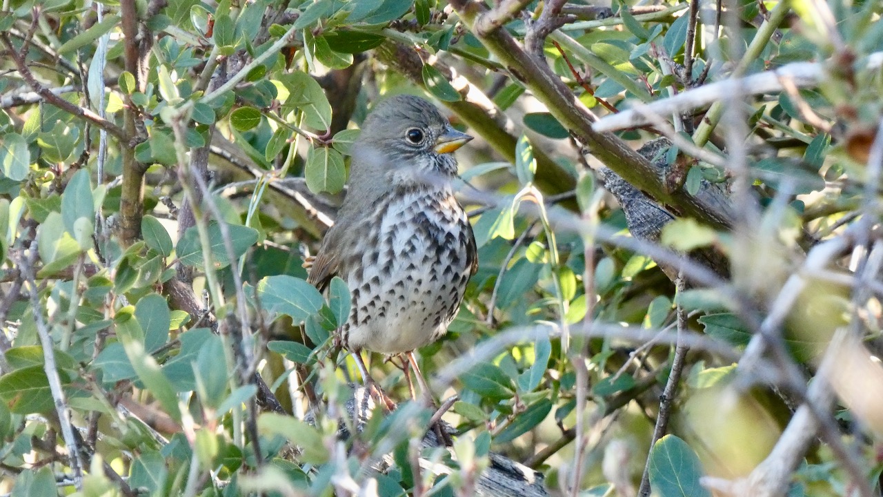 Fox Sparrow