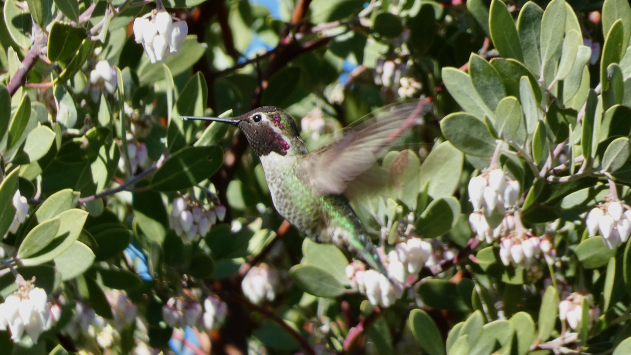 Anna’s Hummingbird