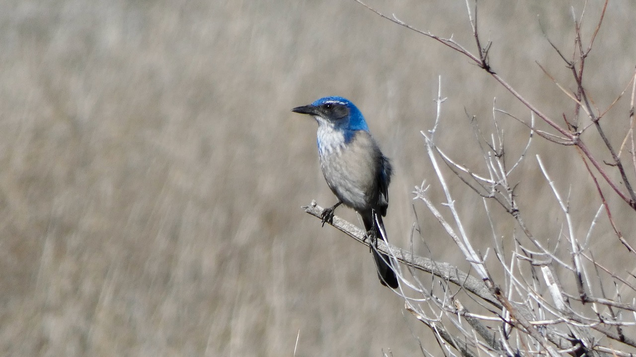 California Scrub-jay