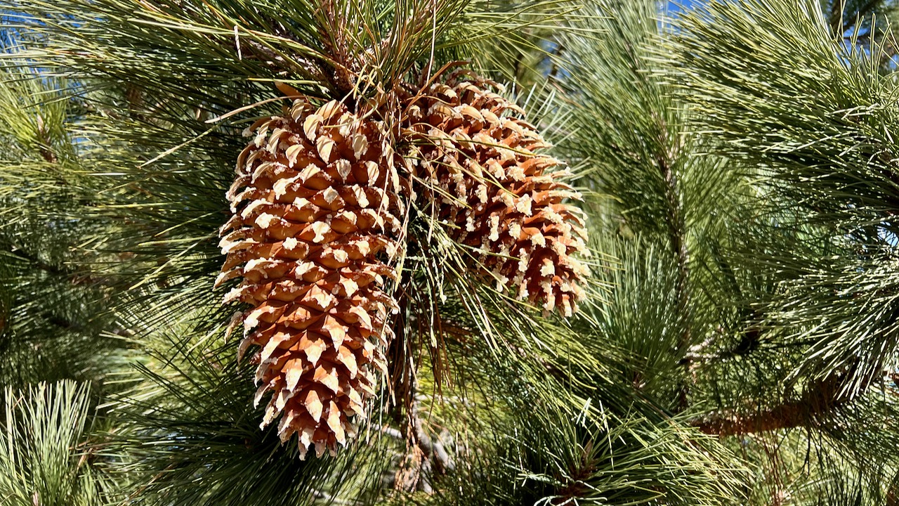 Bigcone pine