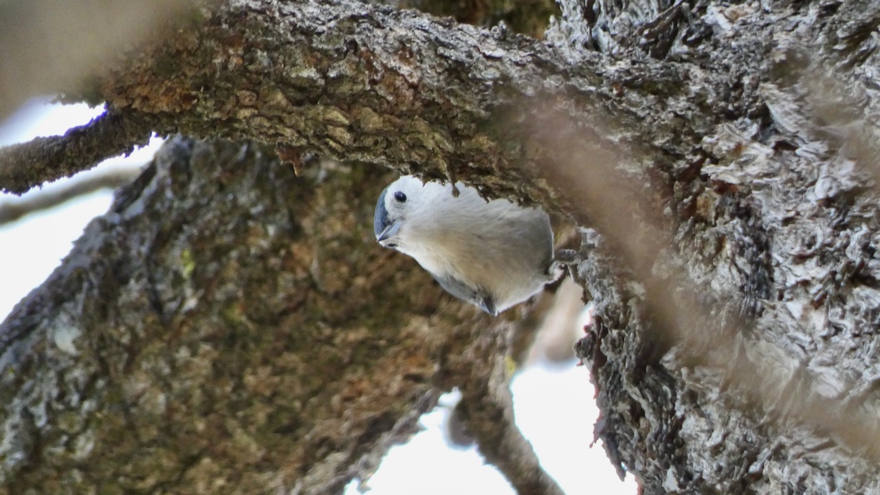 White-breasted Nuthatch