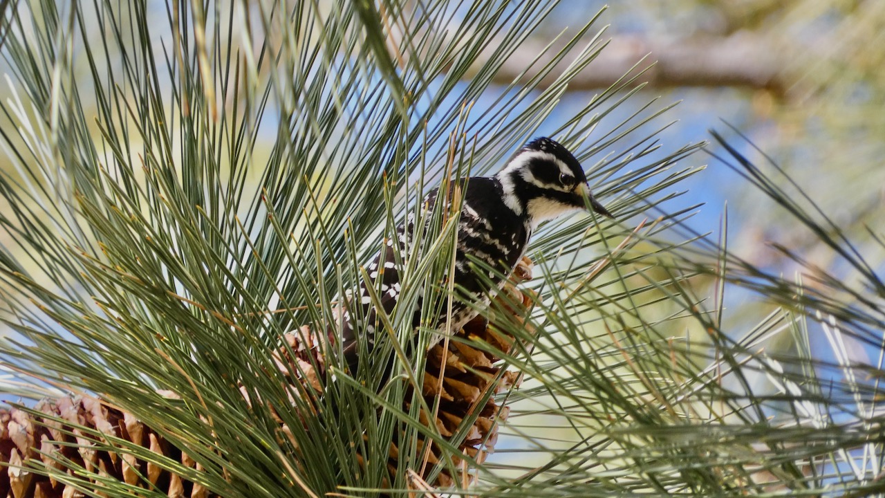 Hairy Woodpecker