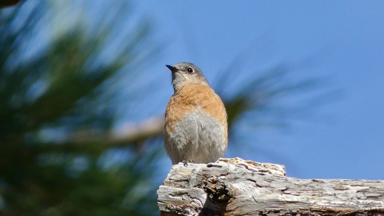 Western Bluebird