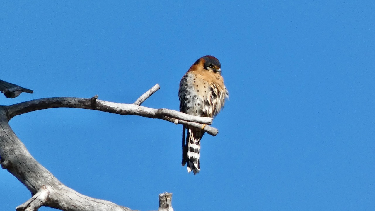 American Kestrel