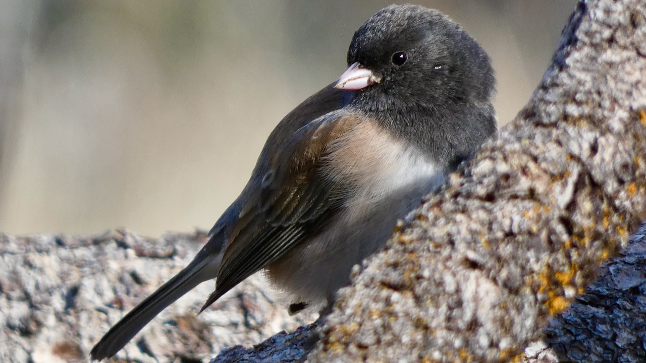 Dark-eyed Junco