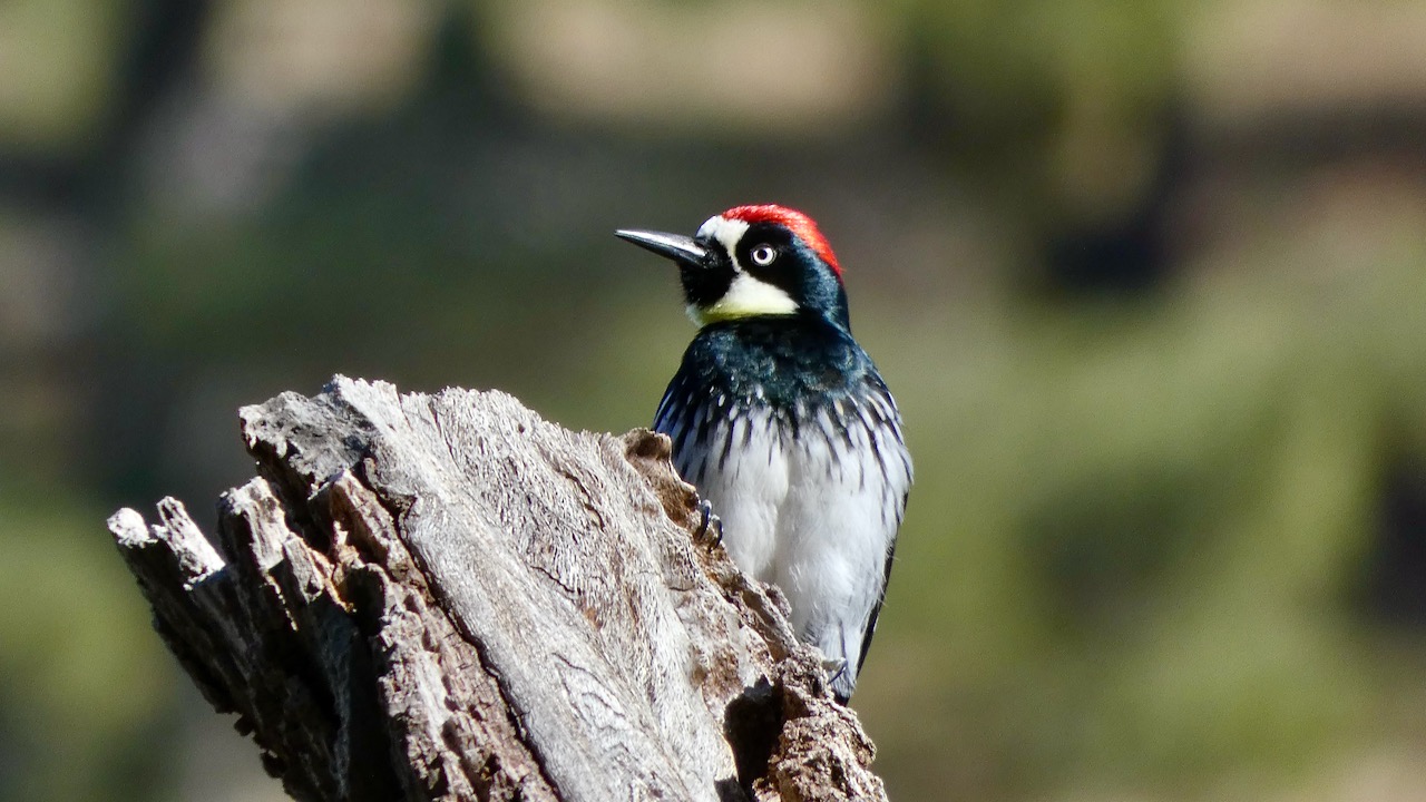 Acorn Woodpecker