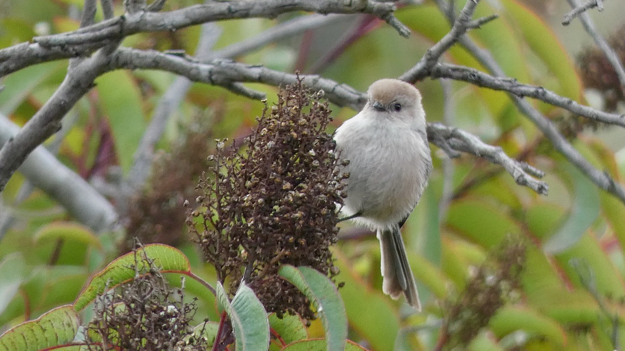 Bushtit