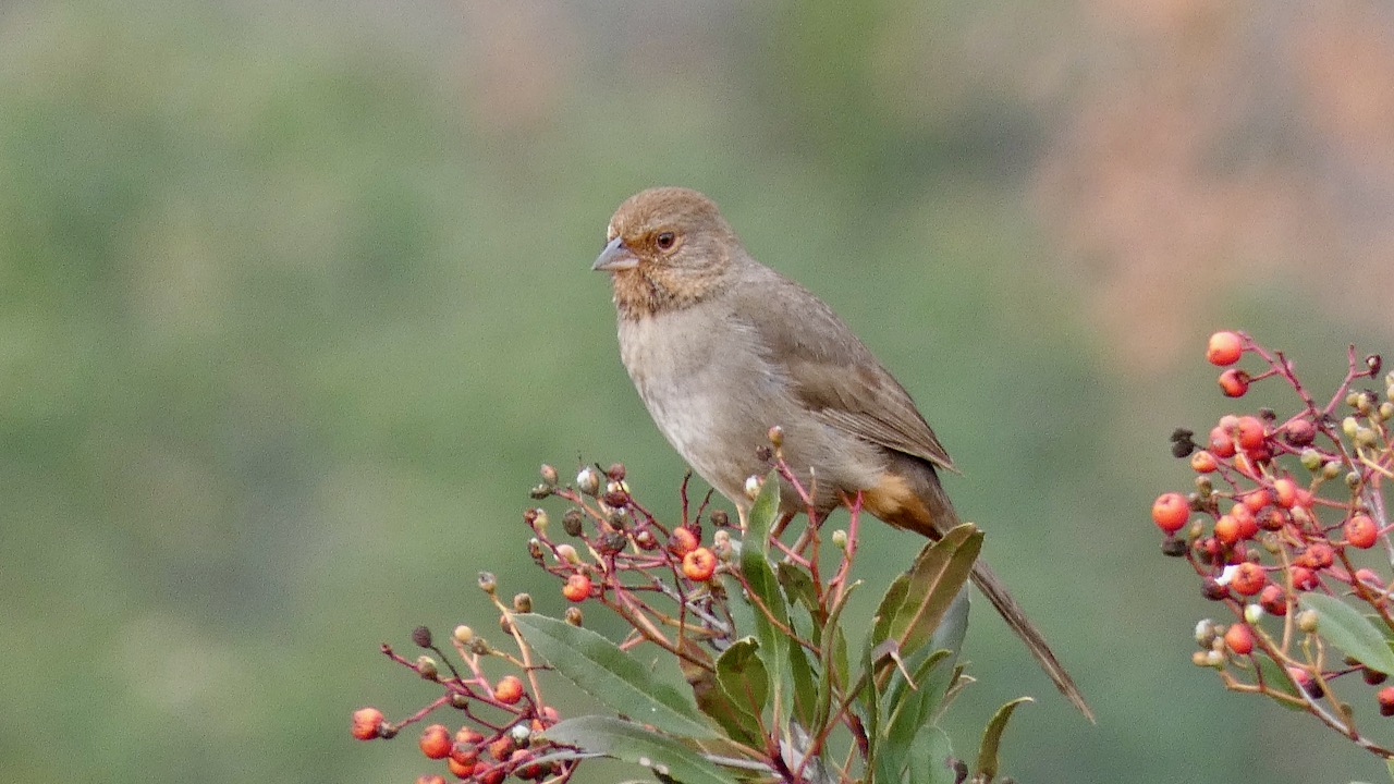 California Towhee