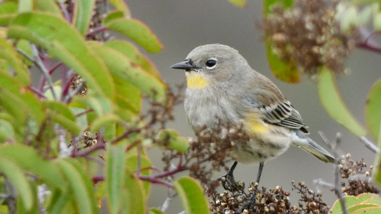 Yellow-rumped Warbler