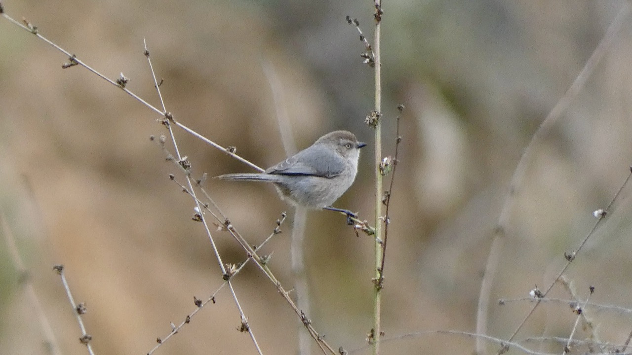 Bushtit