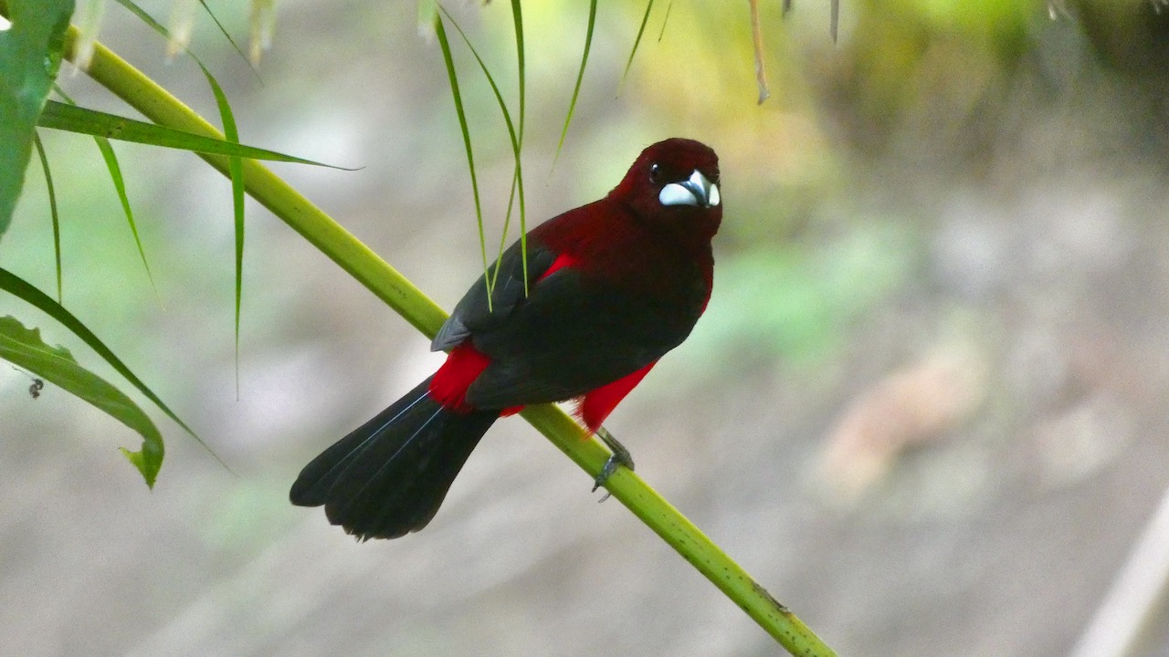 Crimson-backed Tanager (Male)