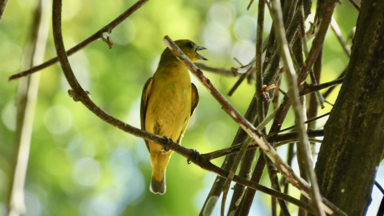 Summer Tanager (Female)