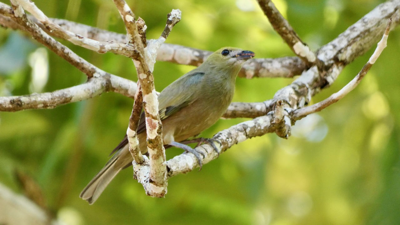 Palm Tanager