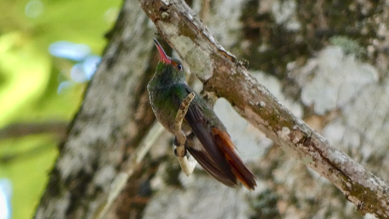 Rufous-tailed Hummingbird