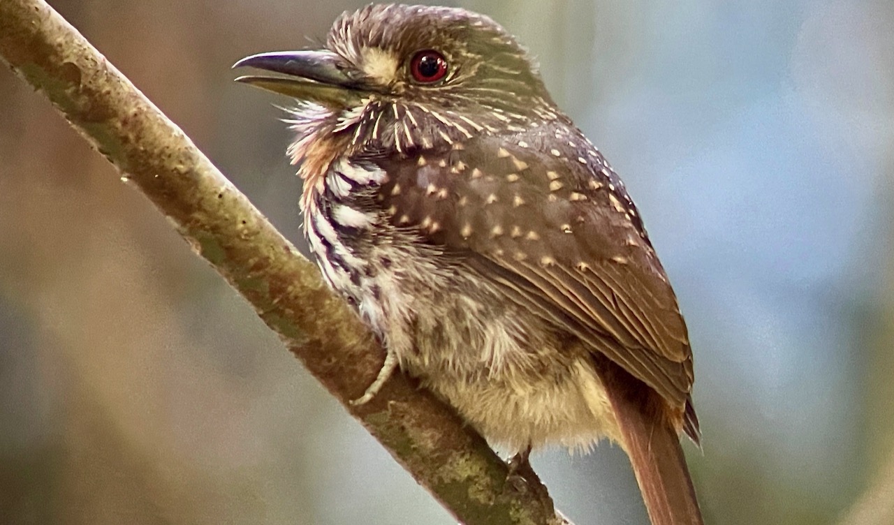 White-whiskered Puffbird