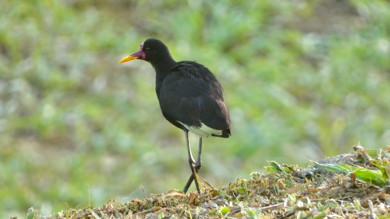 Wattled Jacana