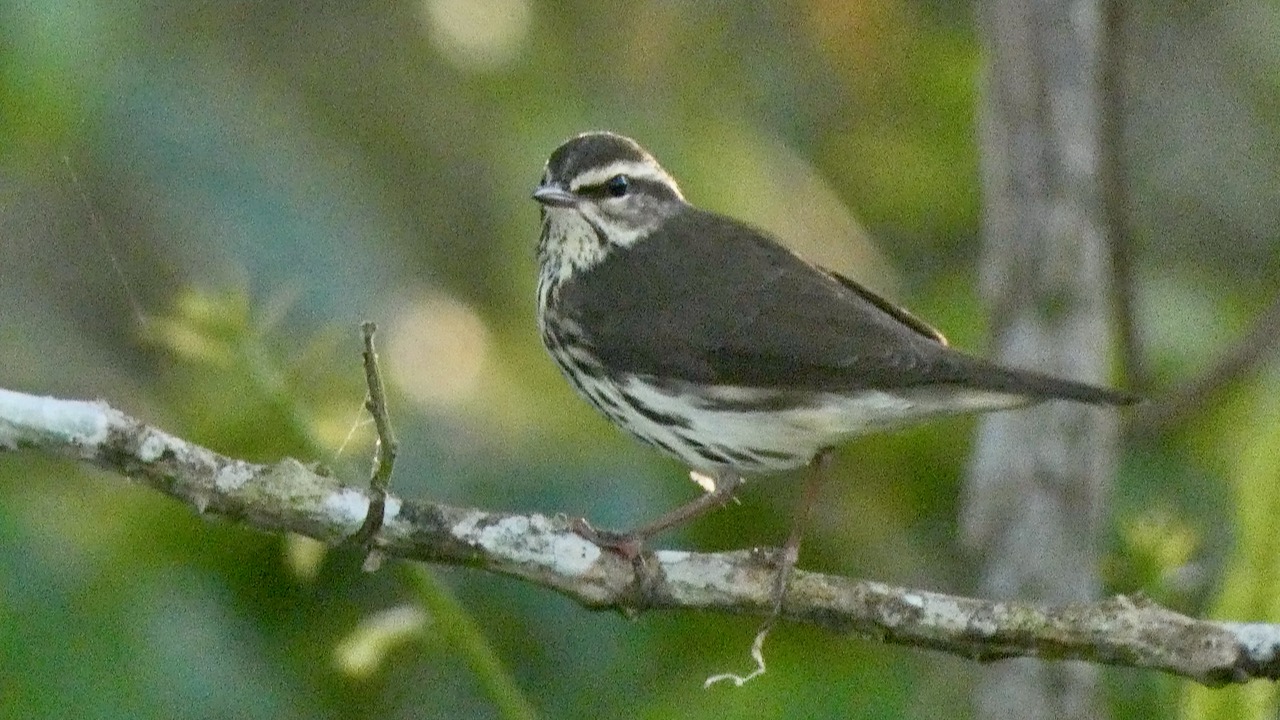 Northern Waterthrush