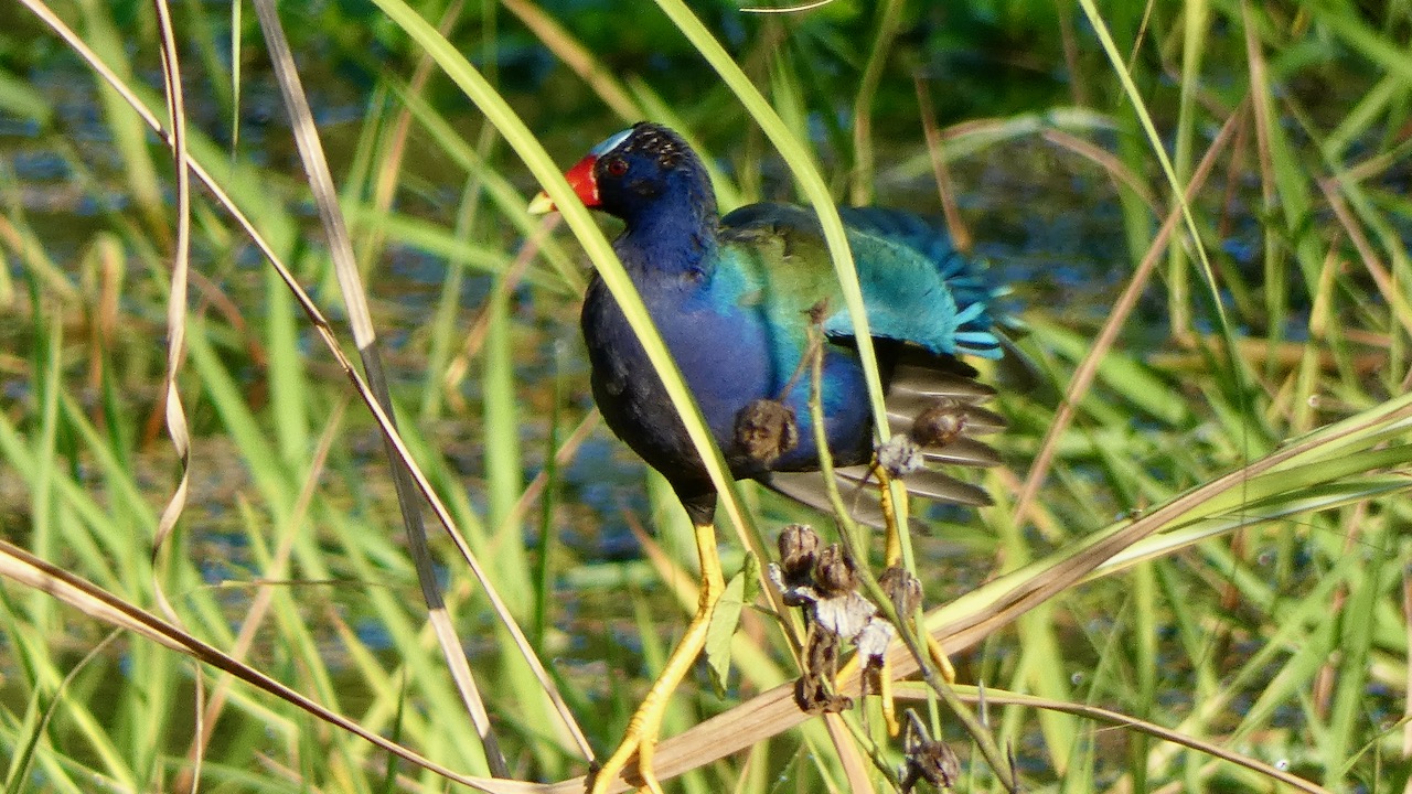 Purple Gallinule