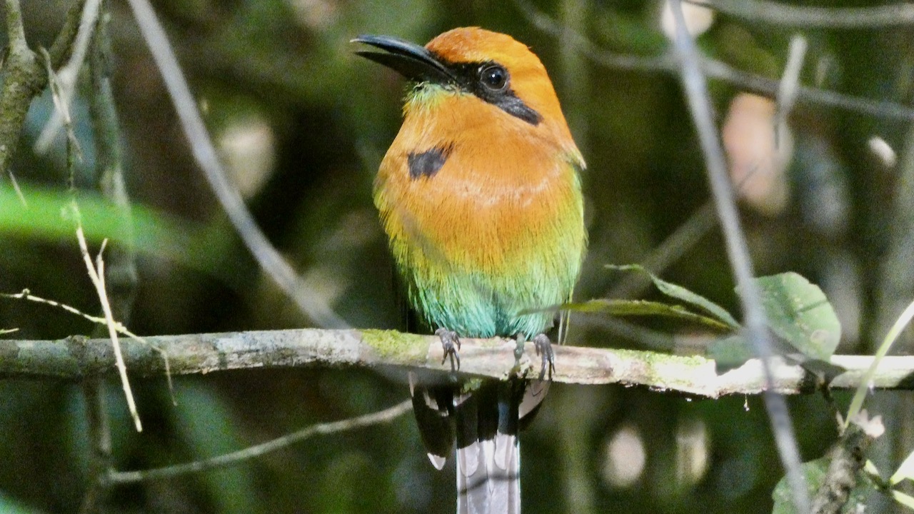 Broad-billed Motmot