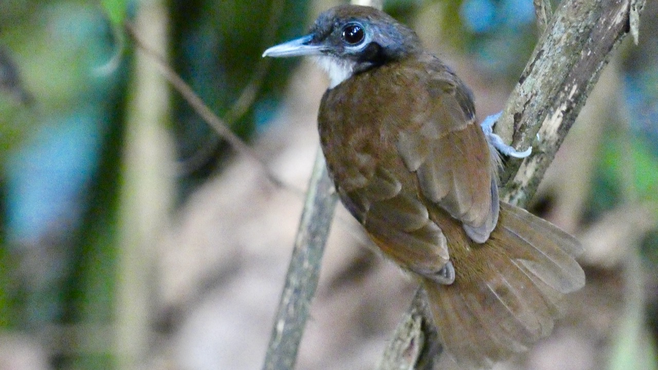 Bicolored Antbird