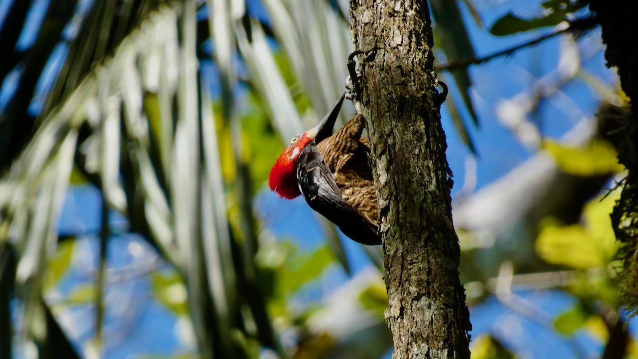 Crimson-crested Woodpecker