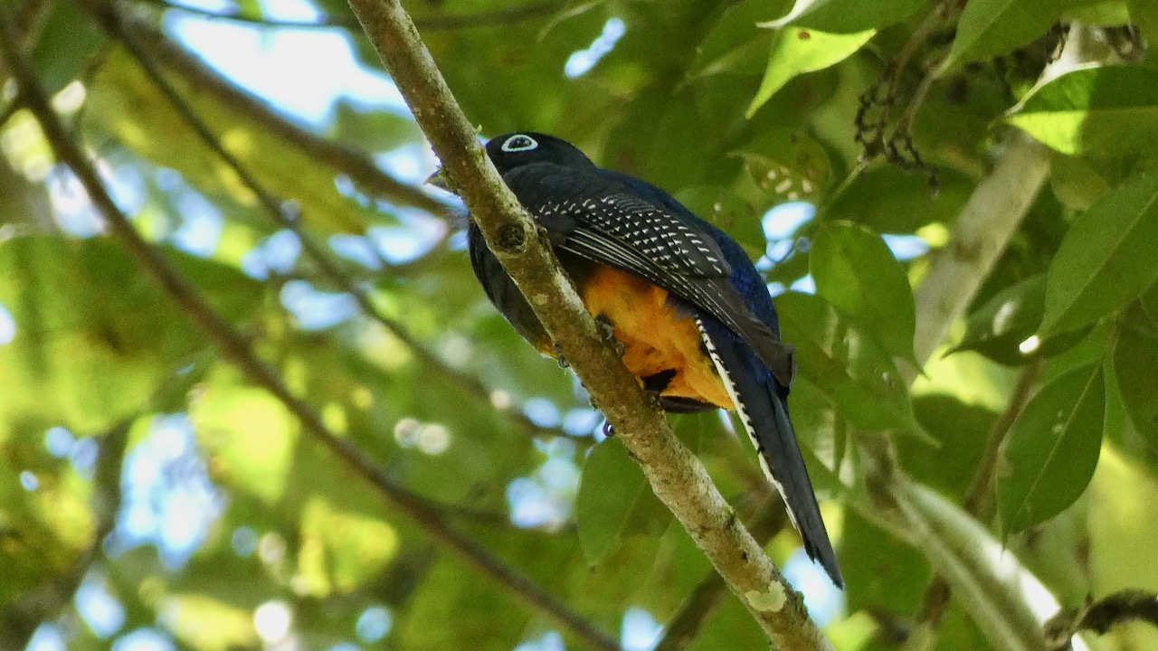 White-tailed Trogon