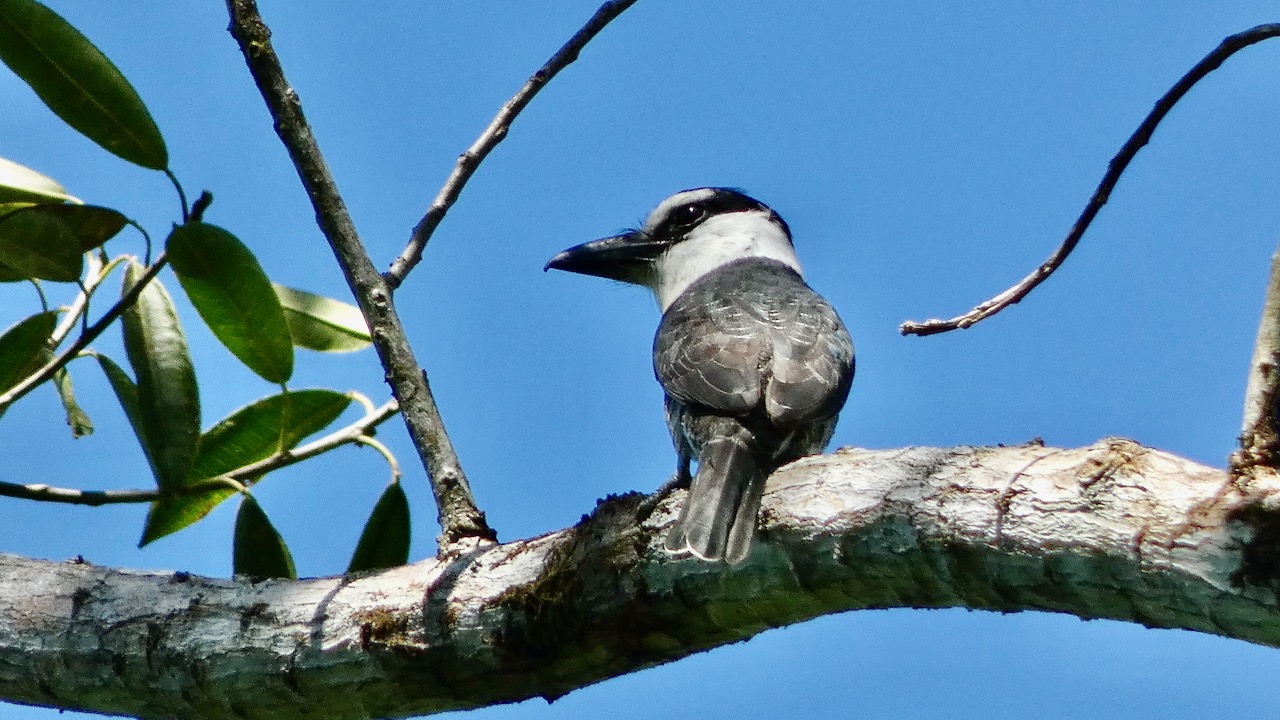 Boat-billed Flycatcher