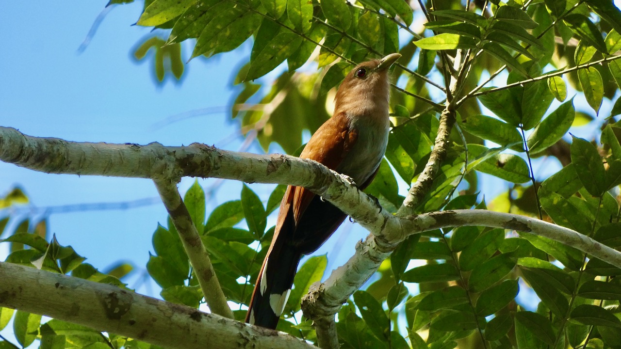 Squirrel Cuckoo