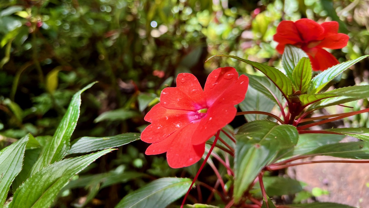 New Guinea Impatiens