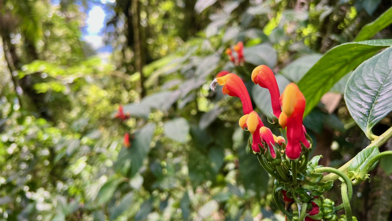 Centropogon solanifolius