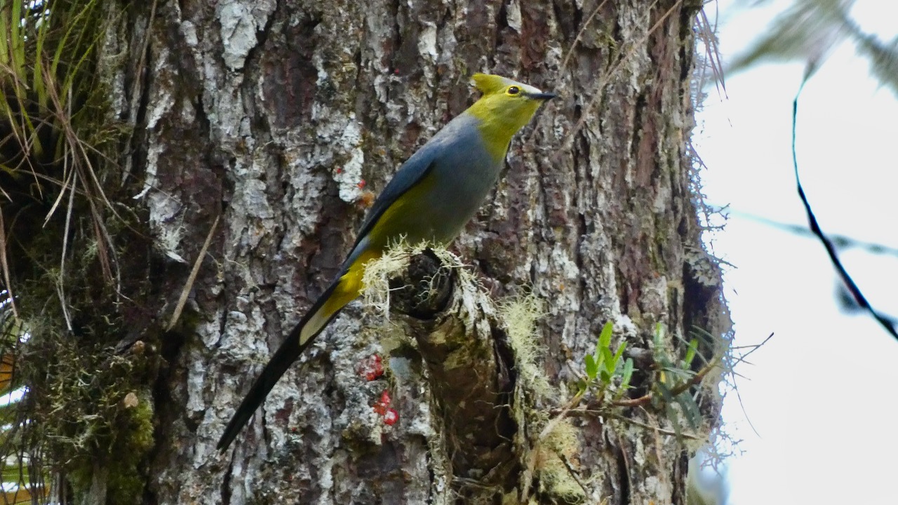 Long-tailed Silky-flycatcher