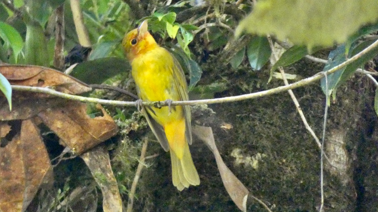 Flame-colored Tanager (Female)