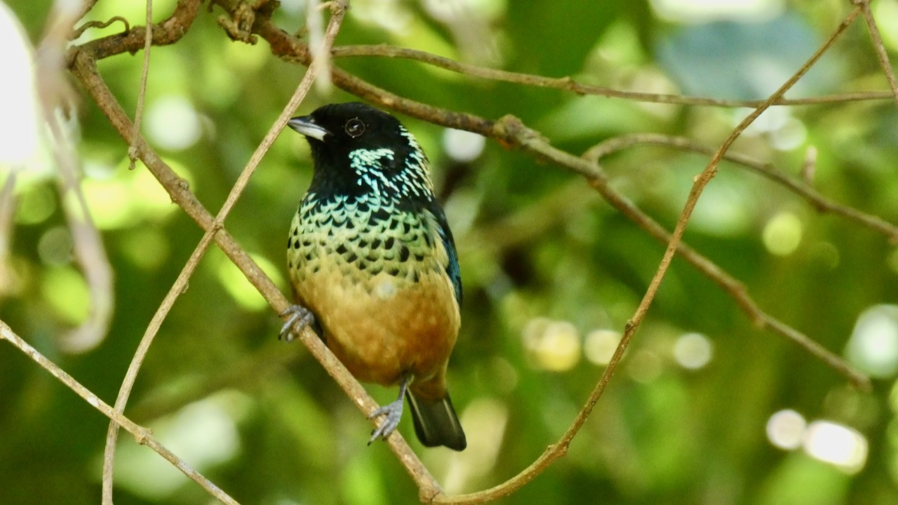 Spangle-Cheeked Tanager