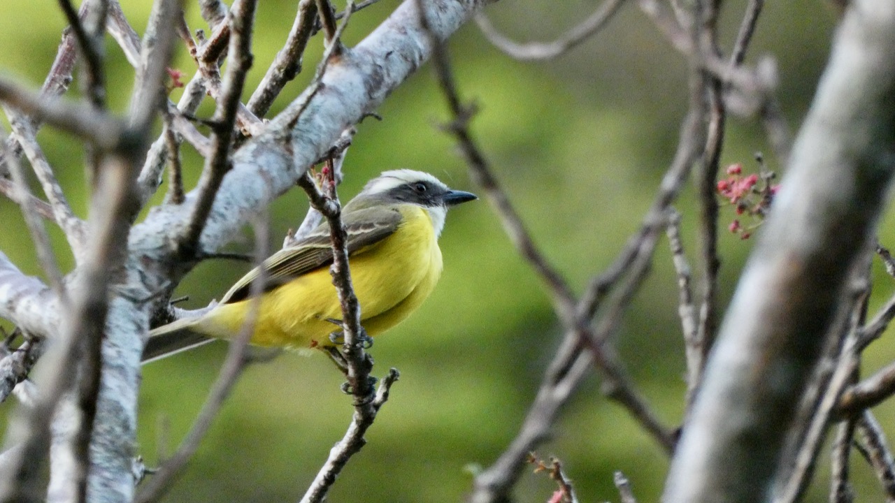 Social Flycatcher