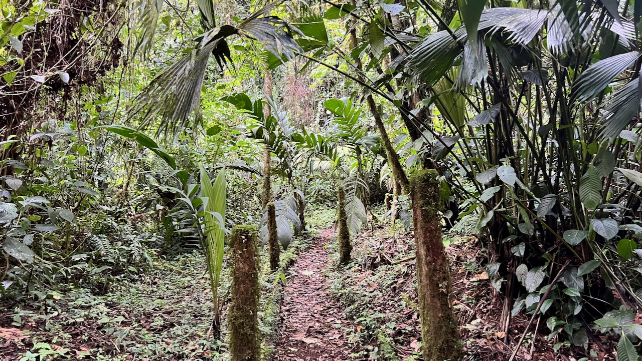 Trail View