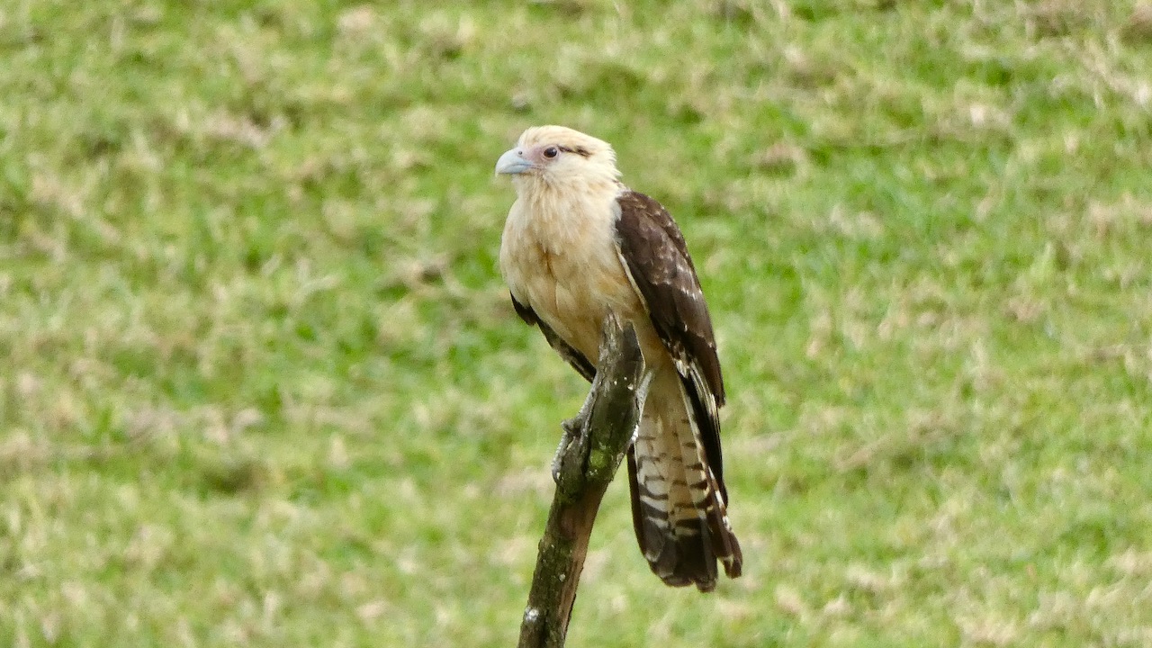 Yellow-headed Caracara