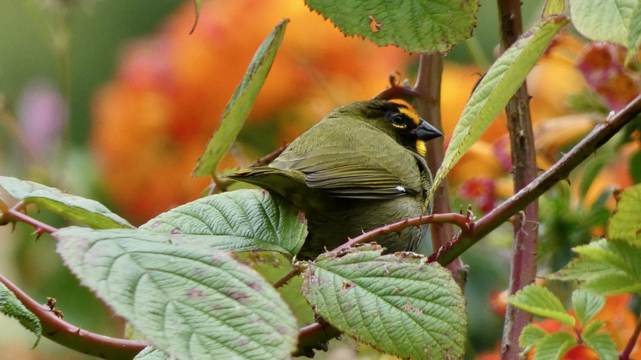 Yellow-faced Grassquit