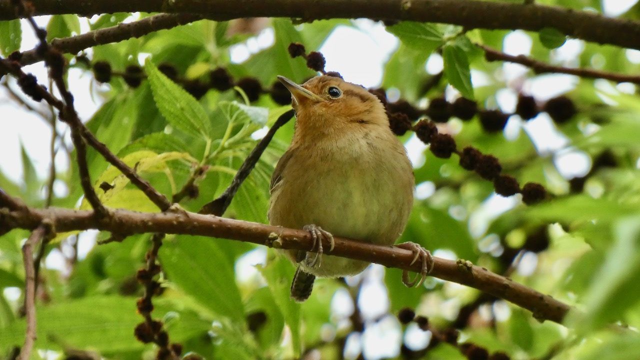 Ochraceous Wren