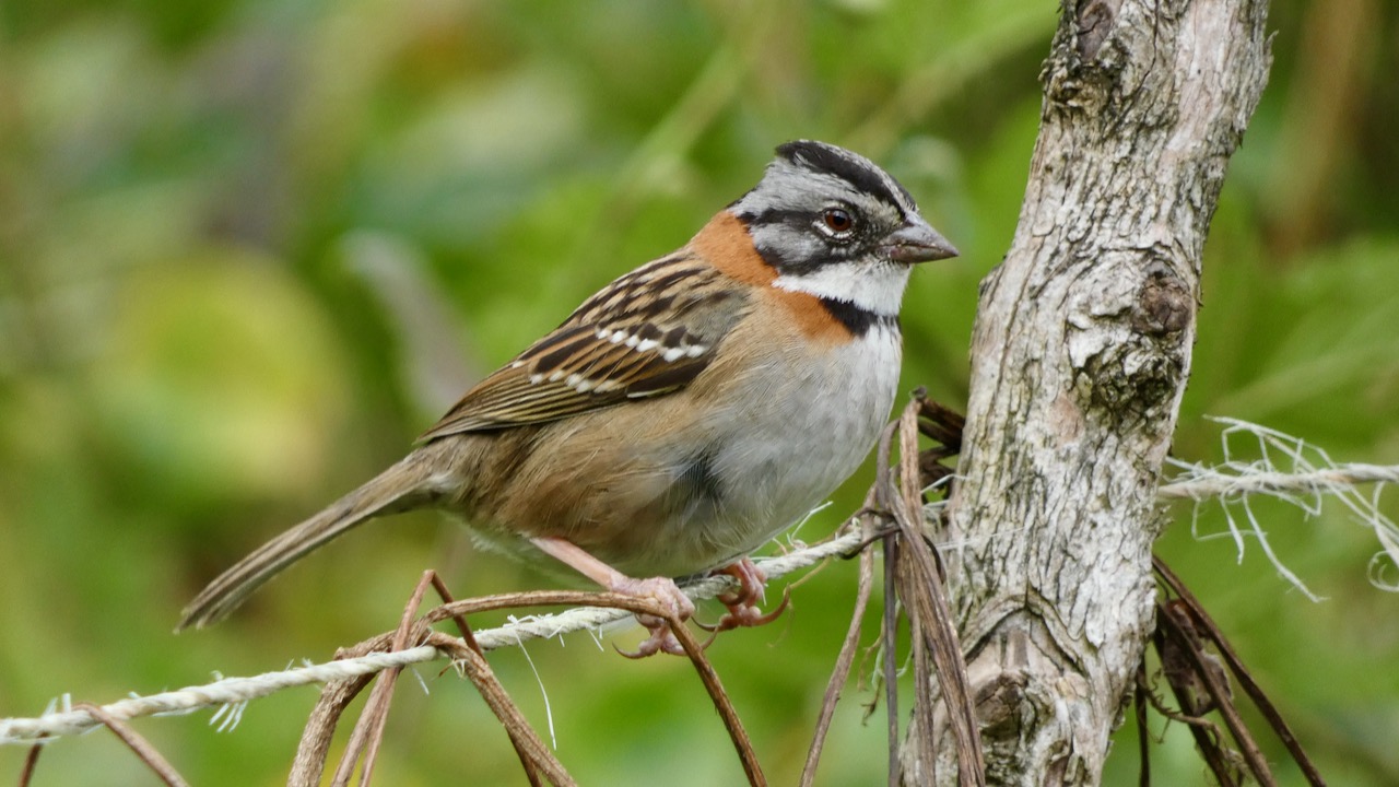 Rufous-Collared Sparrow