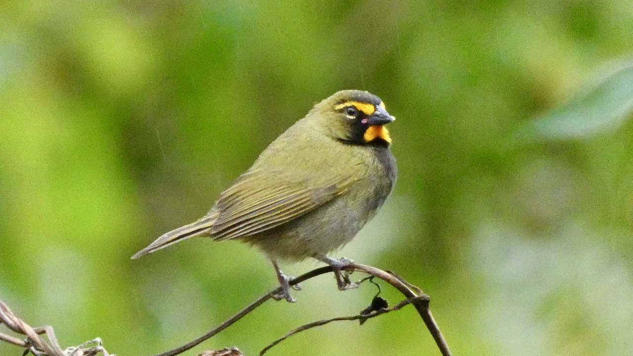 Yellow-faced Grassquit