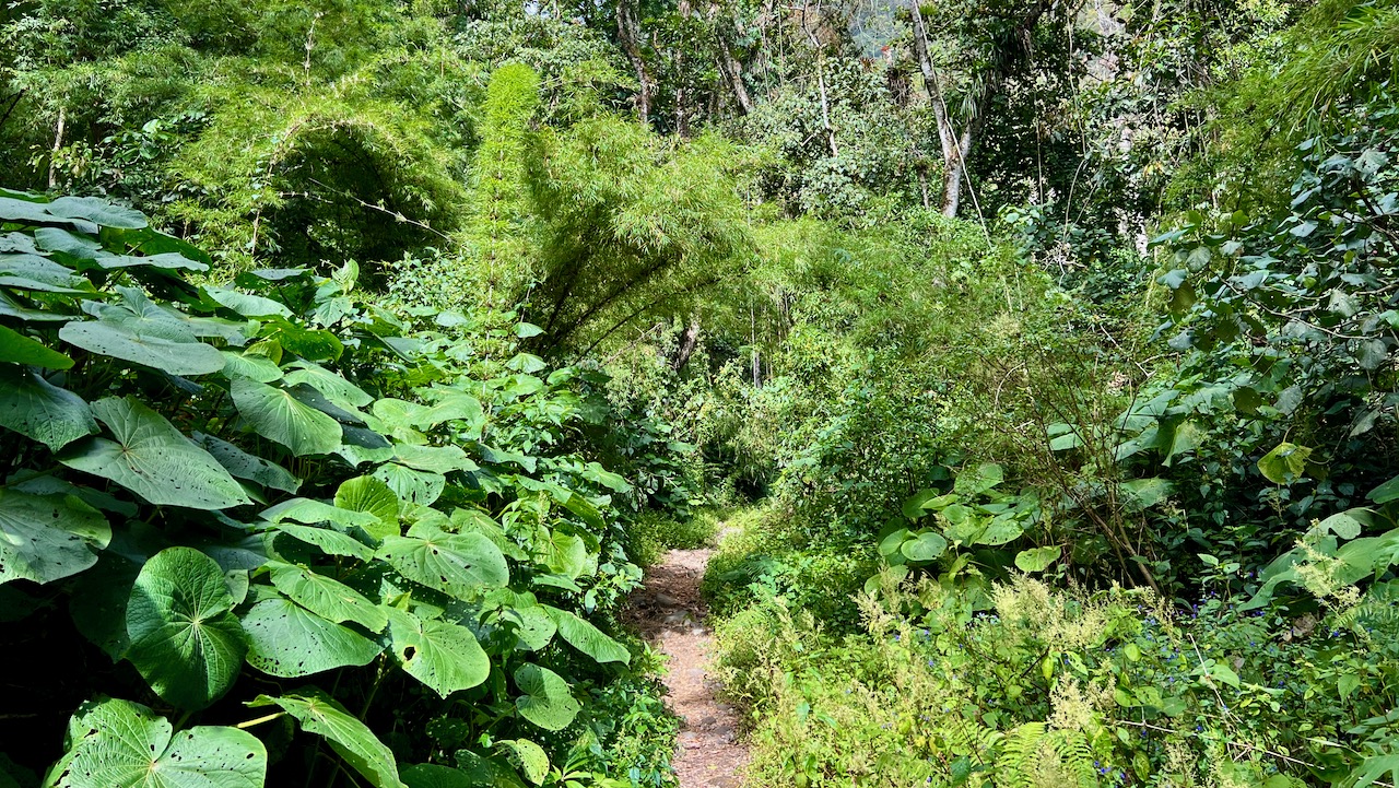 Trail View