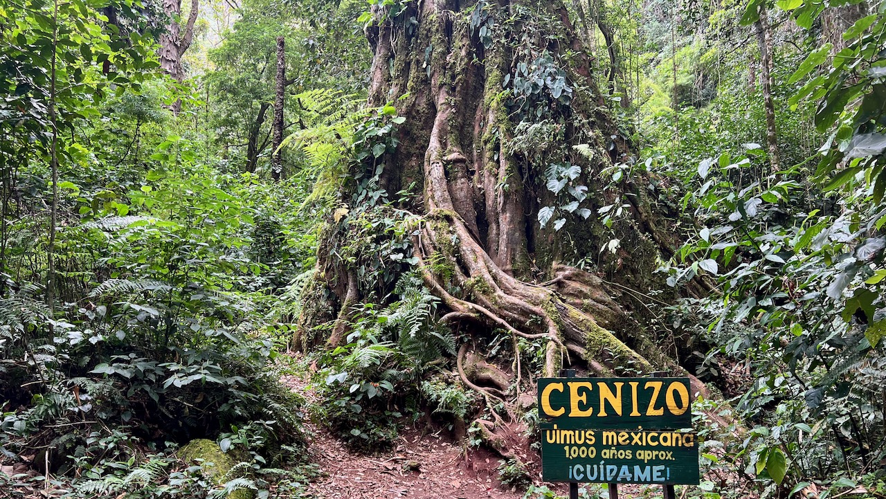 1000-year-old tree