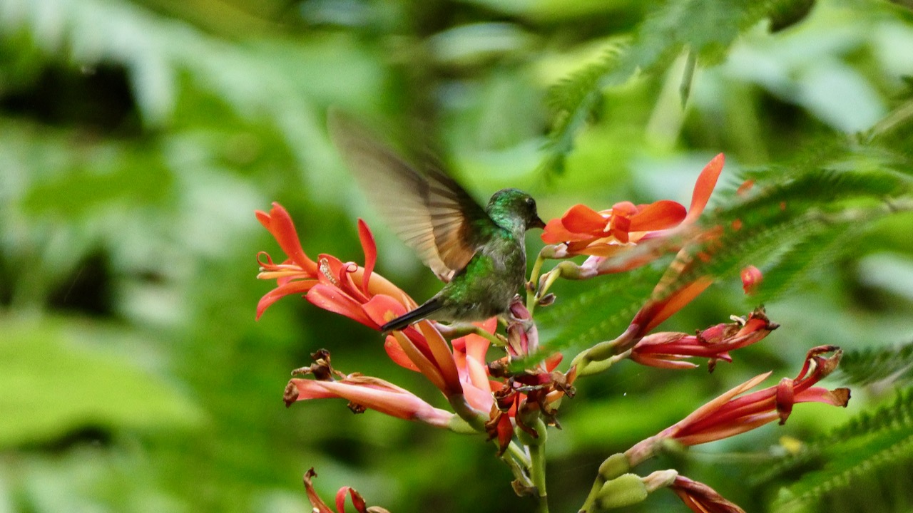 Stripe-tailed Hummingbird