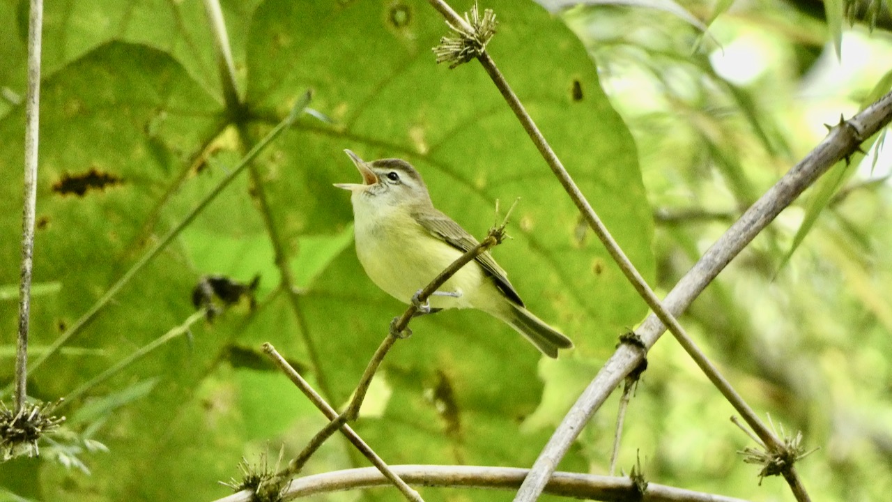 Brown-capped Vireo