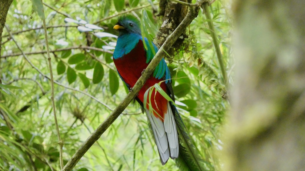 Resplendent Quetzal