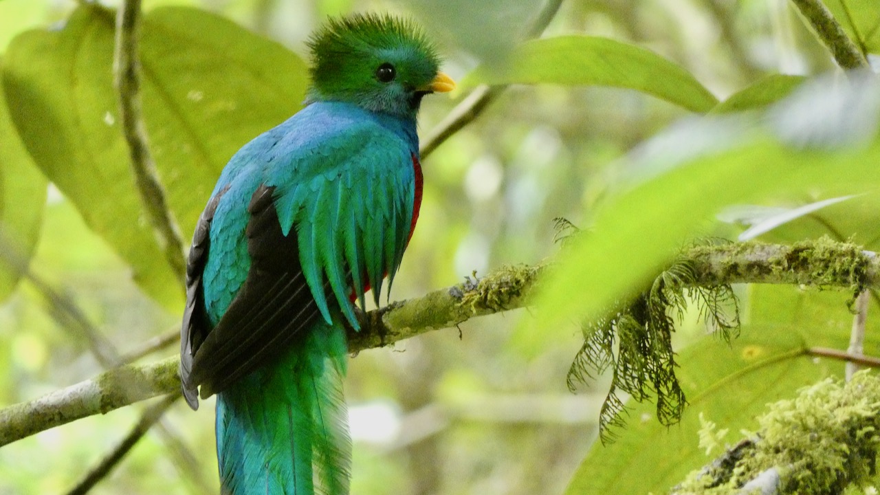 Resplendent Quetzal