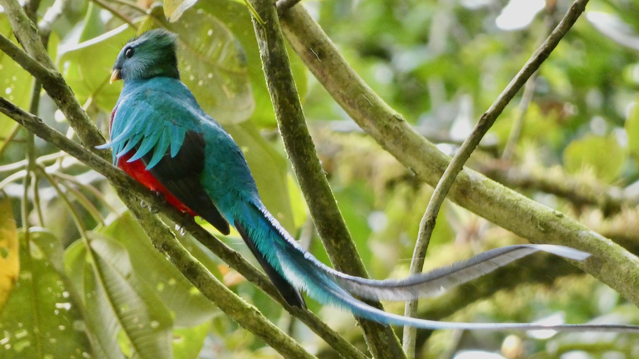 Resplendent Quetzal