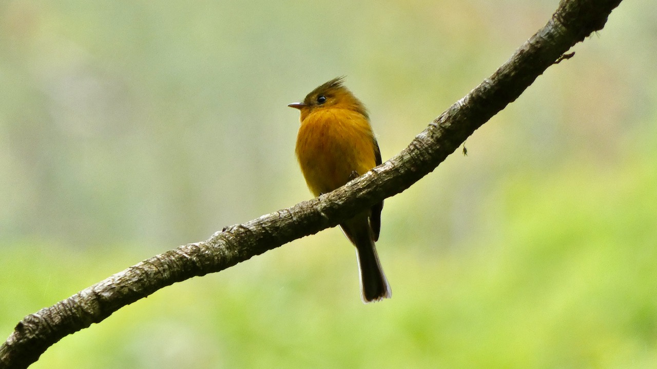 Tufted Flycatcher